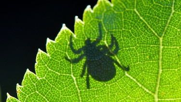 ARCHIV - 07.09.2020, Brandenburg, Sieversdorf: Im Gegenlicht ist der Schatten einer Zecke (Ixodida) auf einem Blatt zu sehen. Das Tier wartet auf Beute. (zu dpa: «So schützt man sich gegen Zecken und andere Plagegeister») Foto: Patrick Pleul/dpa-Zentralbild/dpa +++ dpa-Bildfunk +++ | Bild: dpa-Bildfunk/Patrick Pleul