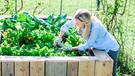 Eine blonde Frau arbeitet in einem Hochbeet | Bild: mauritius-images