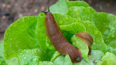 Braune Wegeschnecke | Bild: mauritius images / Blickwinkel / Alamy / Alamy Stock Photos