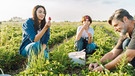 Eine Familie mit einem Sohn pflückt Erdbeeren auf dem Erdbeerfeld | Bild: mauritius images / Westend61 / Olga Rolencino